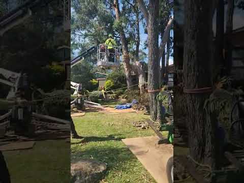 arborists service