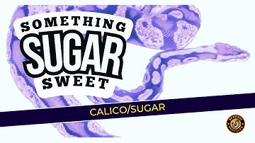 Sugar/Calico Morph | Something Sweet | #calicoballpython #sugarballpython #ballpython #snake