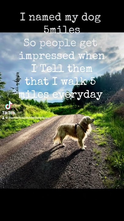 I Walk 5 Miles Every Day YouTube i-walk-5-miles-every-day-youtube