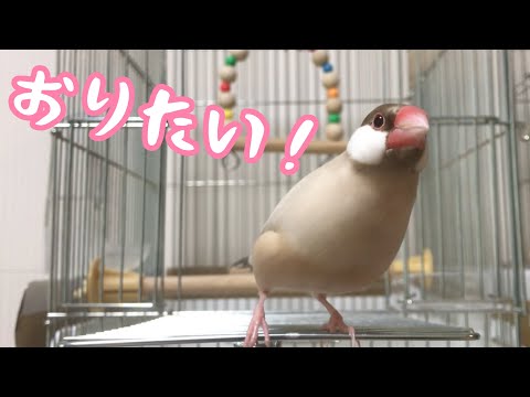 扉の上をウロウロ行ったり来たりする文鳥こむぎ　癒し動物　面白い動物　Java sparrow