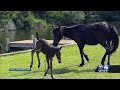 Asheville fishermen save baby horse