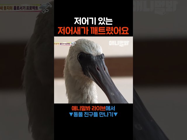 저어는 분명 하지말라고 했어요 #애니멀봐 #shorts