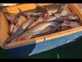 Filling a cooler full of catfish