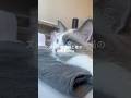 夜勤前限界看護師と猫の日常