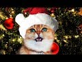 Funny Christmas Cats Sing Deck the Halls | Fa La La - Jingle Cats - Merry Christmas