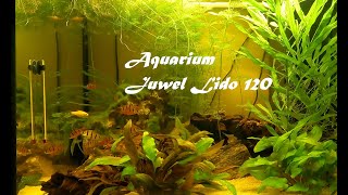 Aquarium Juwel Lido 120, 3 Monate nach Ersteinrichtung