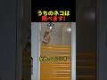 うちのネコは飛べます