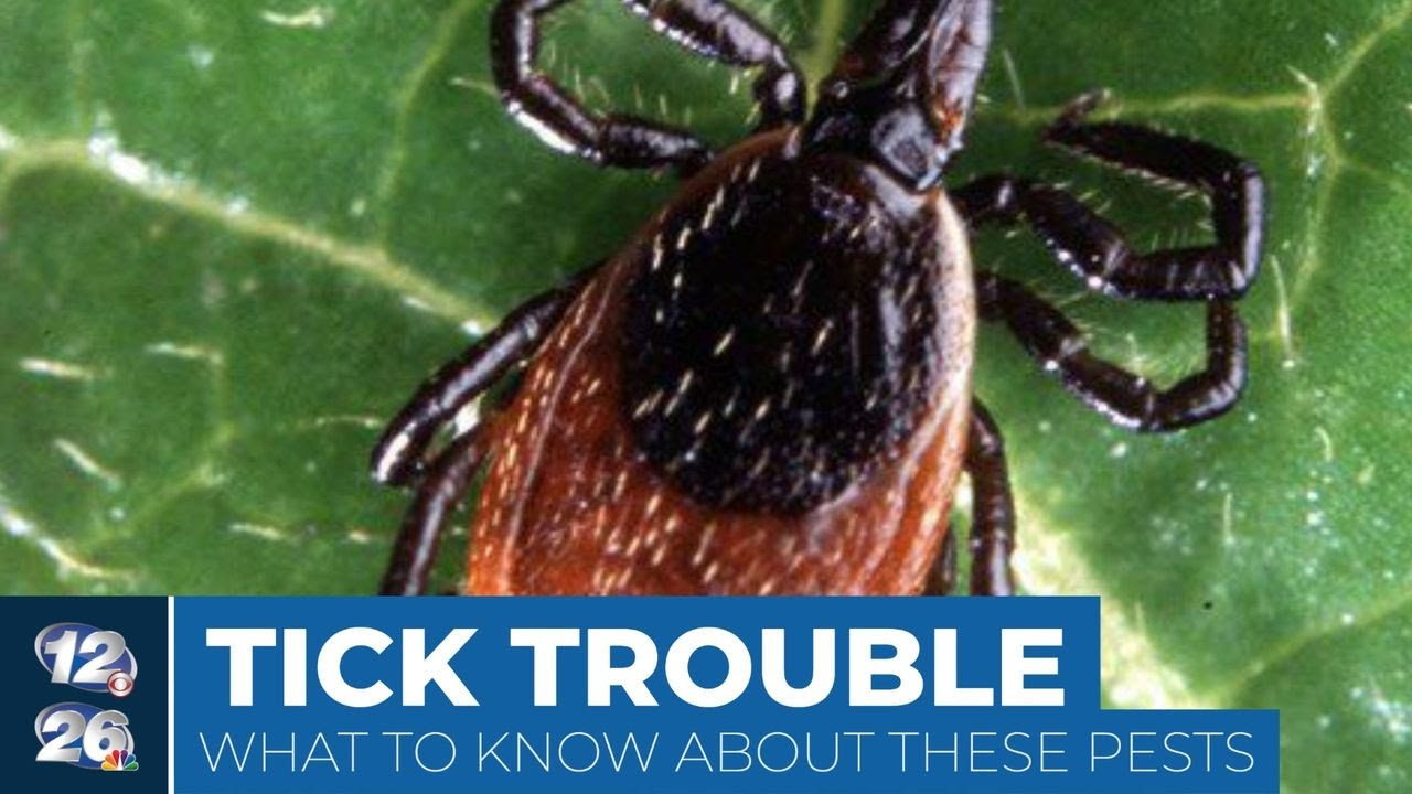 What you should know about tick season in the 2state YouTube