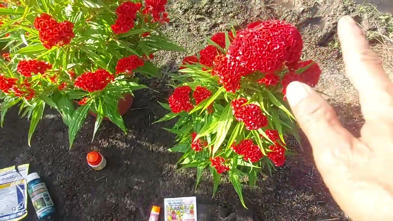 hoa vạn thọ ,hoa mào gà đang nở gặp mưa thì cần làm gì 17/12/2024