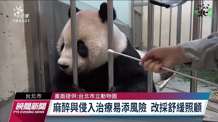 貓熊團團腦部疑患惡性腫瘤 動物園擬採舒緩照顧｜20221026 公視晚間新聞 - 天天要聞