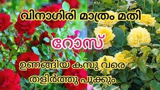 മുറ്റം നിറയെ റോസപ്പൂവിന് ഈ 7 കാര്യം മാത്രം | 7 Tips For Flowering Of Rose Plant | Rose Malayalam