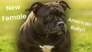 New female American Bully by The bully scientist 172 views 2 months ago 24 minutes