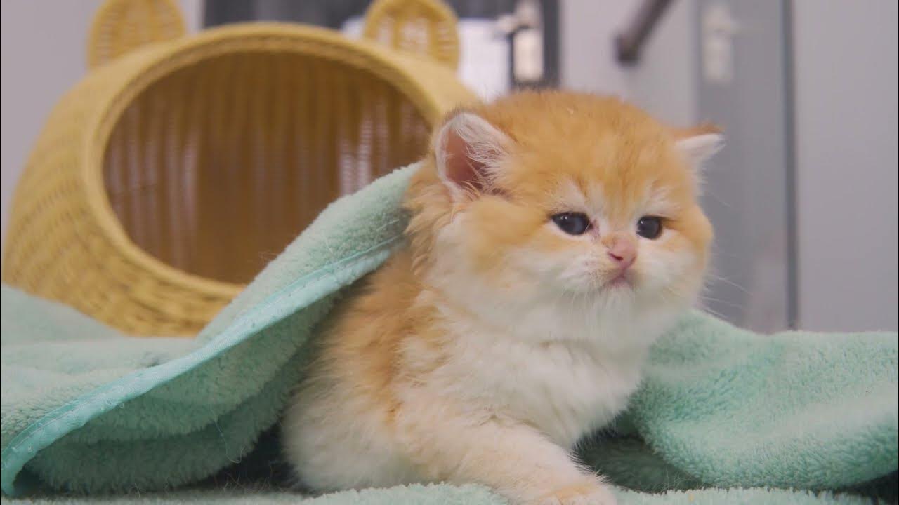 The reason I can't stop Touching face Kitten Pudding after her first