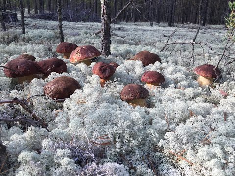 Video: Metsän Sadun Kauneus