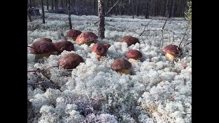 Porcini Mushrooms Boletus ในชุดคลุมสีขาว 2020 ใครมองหาอยู่จะเจอ #Boletus