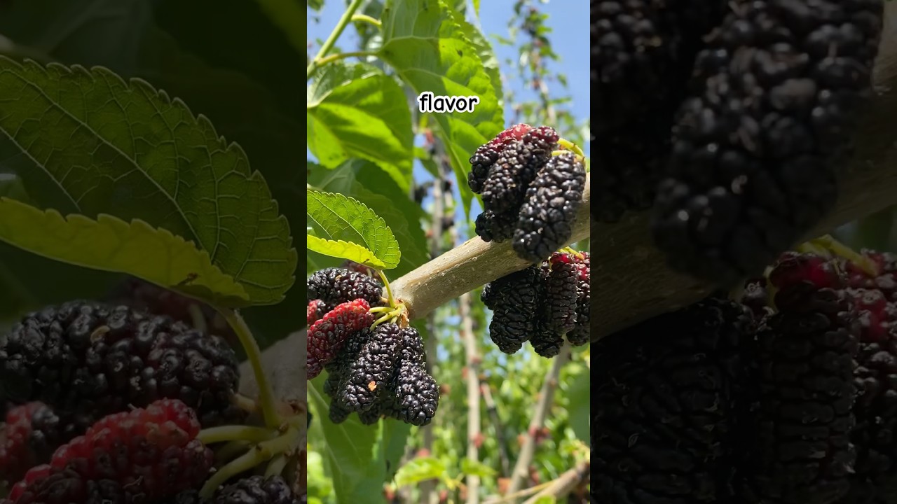 Galicia Mulberry