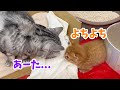 あいちゃんと子猫のぽちゃくんが初対面した衝撃の理由とは...！？