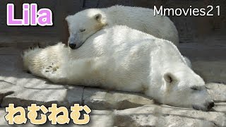 Polar Bears are sleepyたっぷり昼寝　ホッキョクグマ親子