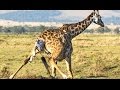 Naissance d'un bébé girafe en direct - ZAPPING SAUVAGE