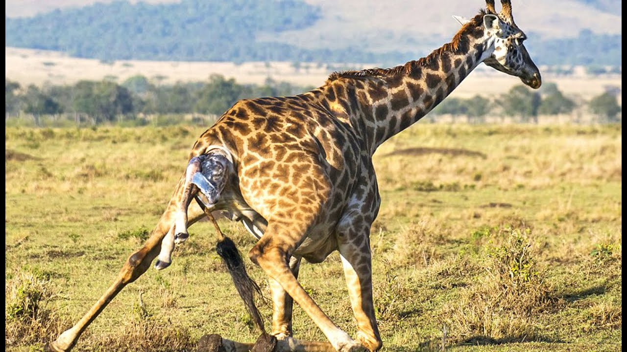 ⁣Naissance d'un bébé girafe en direct - ZAPPING SAUVAGE