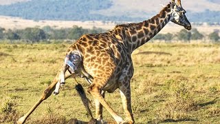 Naissance d'un bébé girafe en direct - ZAPPING SAUVAGE