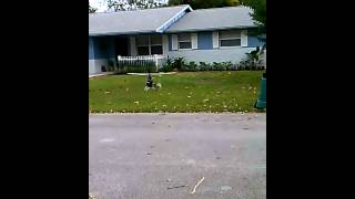 Trex 550 hover test