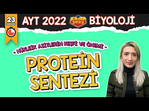 Protein Sentezi | AYT Biyoloji #Kamp2022