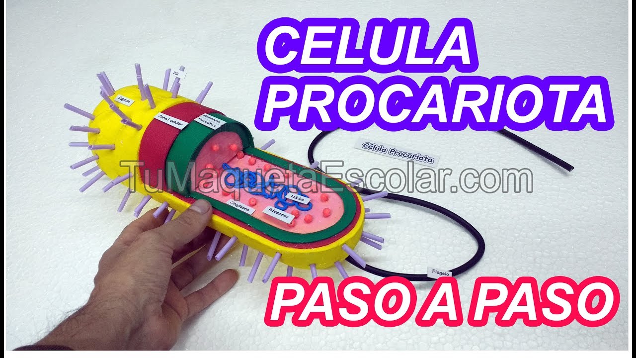 Como hacer la Celula Procariota / tutorial
