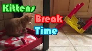 Kitten vlog - Kittens break time  😸😺 #cat #kitten #cute #shortvideo #catlover #kittendaily #catvideo by Meows R Us 77 views 4 months ago 1 minute, 21 seconds