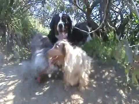 Hike Runyon March 16th 2010 ONE.wmv