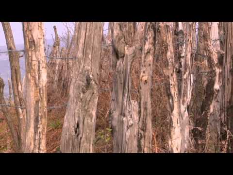 \"კესარია\" • სოფ.არგვეთი(საჩხერე)