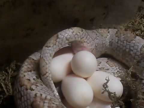 camera iphone 8 plus apk Corn Snake - Cobra de Milharal