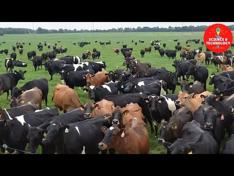 AMAZING CATTLE FARMING-MODERN HIGH-TECH LIVESTOCK SLAUGHTERHOUSE-HOW TO REAR CALVES?-BEEF PRODUCTION