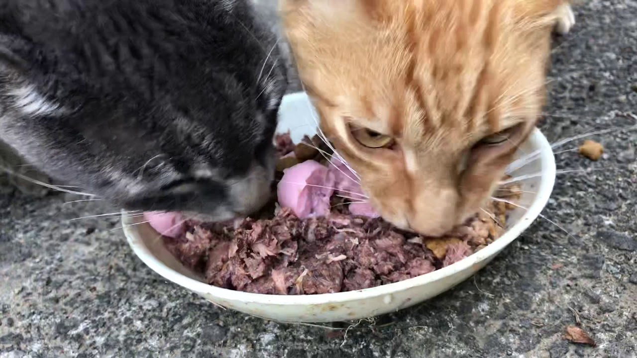 野良猫 に 餌 を あげ て しまっ た