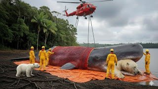 Heroic Rescue Team Saves Polar Bear Mother And Cub From Giant Whale