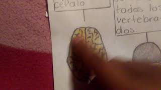 Sistema Nervioso (mapa mental)