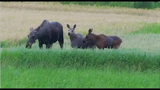 Elk (The European elk 2) calves grow fast