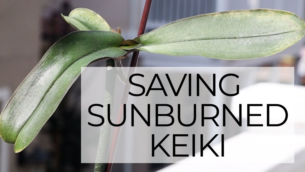 Sunburned Keiki + Mother Plant - Epic Orchid Rescue Episode 4