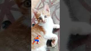 Baby TV Kitten Family Hour Retro Effect HD