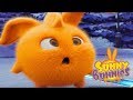 Sunny Bunnies - FUNNY BUNNY | Videos For Kids | Sunny Bunnies 2018 | Funny Cartoon