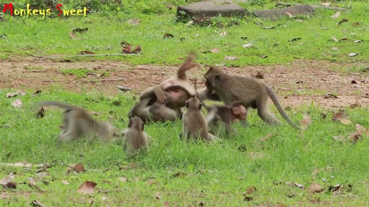 Rose Mom Monkey was Wary at all Time About The Baby Rex When Playing in Group Amber,Rose Mama Daily