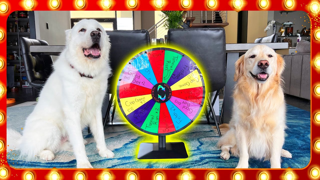 THE DOG GAME SHOW! (You won't believe what happened..) YouTube