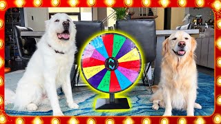 THE DOG GAME SHOW! (You won't believe what happened..)