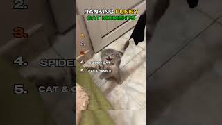 Ranking these cute funny cat moments 😹 #clips #meme #cat #pets #brainrot #funny #cute #lol #animals