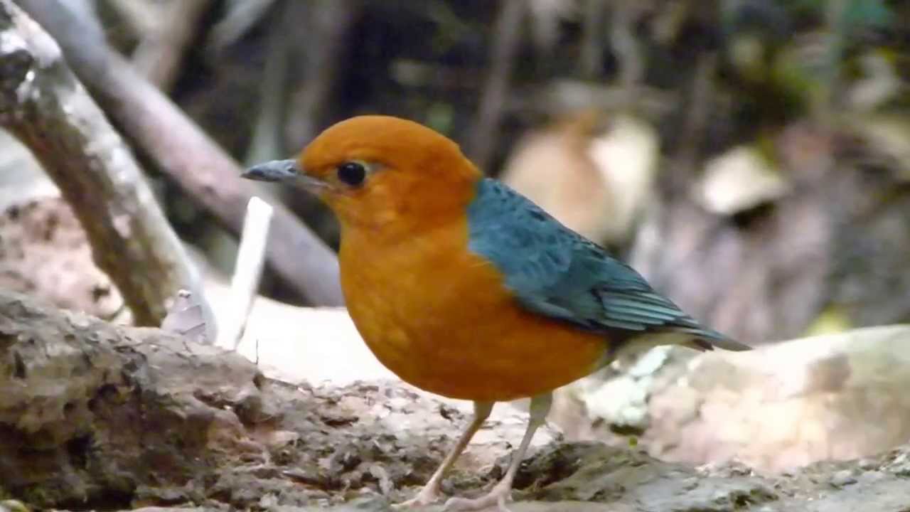 Orange-headed Thrush (Geokichla citrina) 