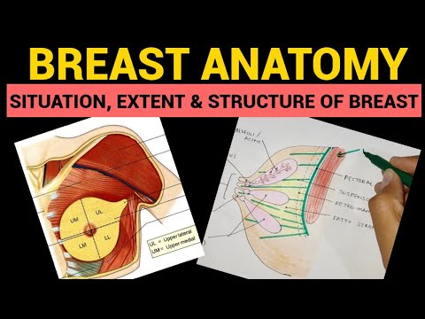 Breast Anatomy (1/5) | Situation, Extent & Structure of Breast | Mammary Gland