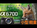 【α6700】小型軽量のAPS-Cセンサーαの決定版、α6700の魅力をご紹介します