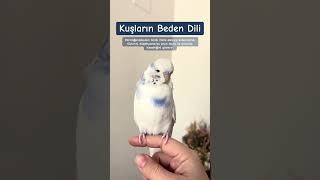 Kuşların beden dili 💙 #muhabbetkuşu #kuşeğitimi #kuşbakımı #shorts #budgies #budgiefam #budgielove