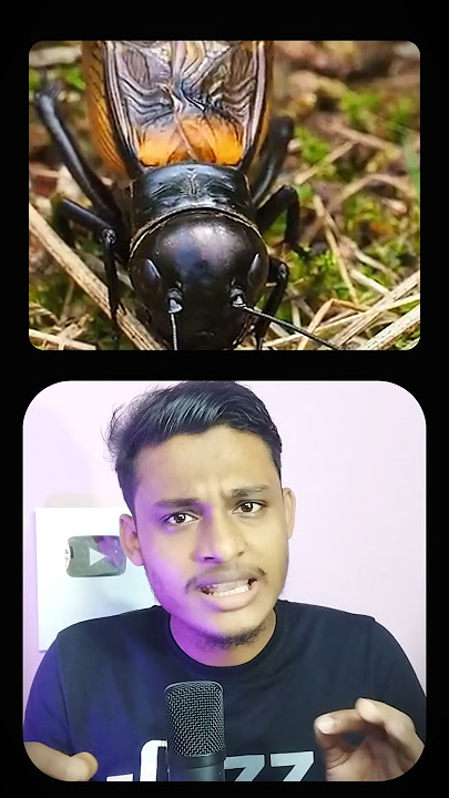 Male Criket এই আওয়াজ কিভাবে বের করে 🥰#shorts #facts