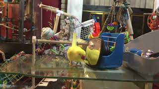 Irns Coachy And Loki